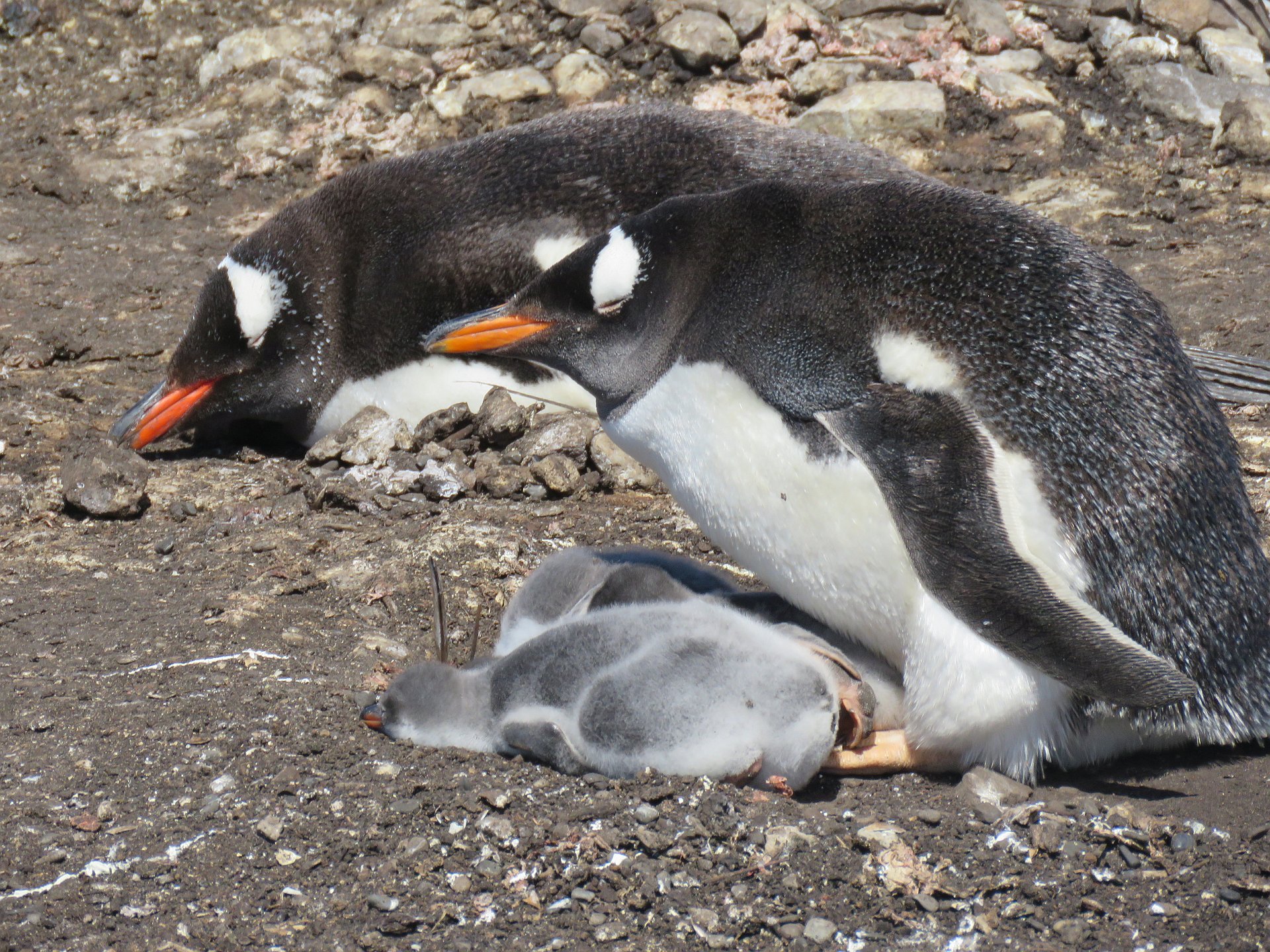 Falklandinsel Eselspinguin