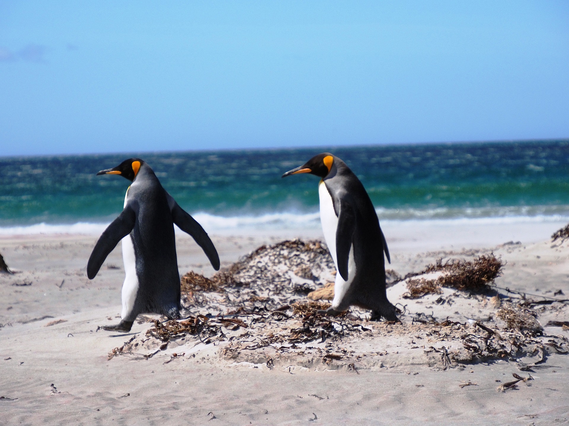 Falklandinsel Königspinguin
