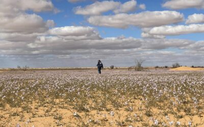 Beiträge 2 20 Jahre Sandtraining – Folge 5