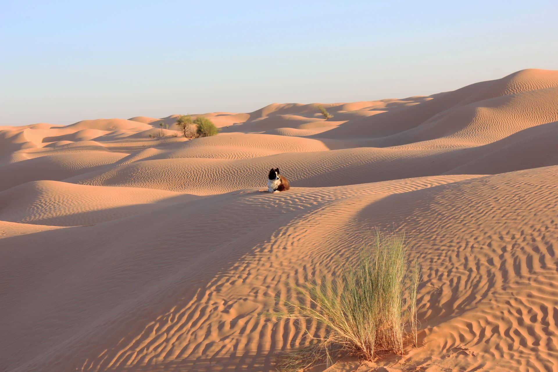 20 Jahre Wüstentraining